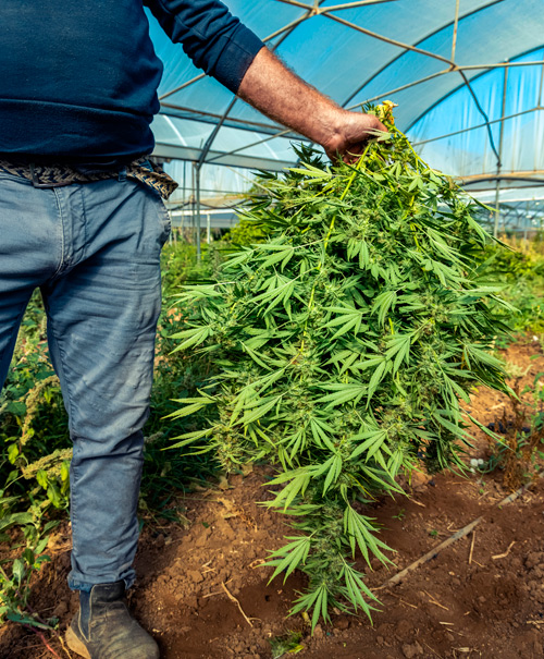 Cañamo Industrial Colombia Contacto